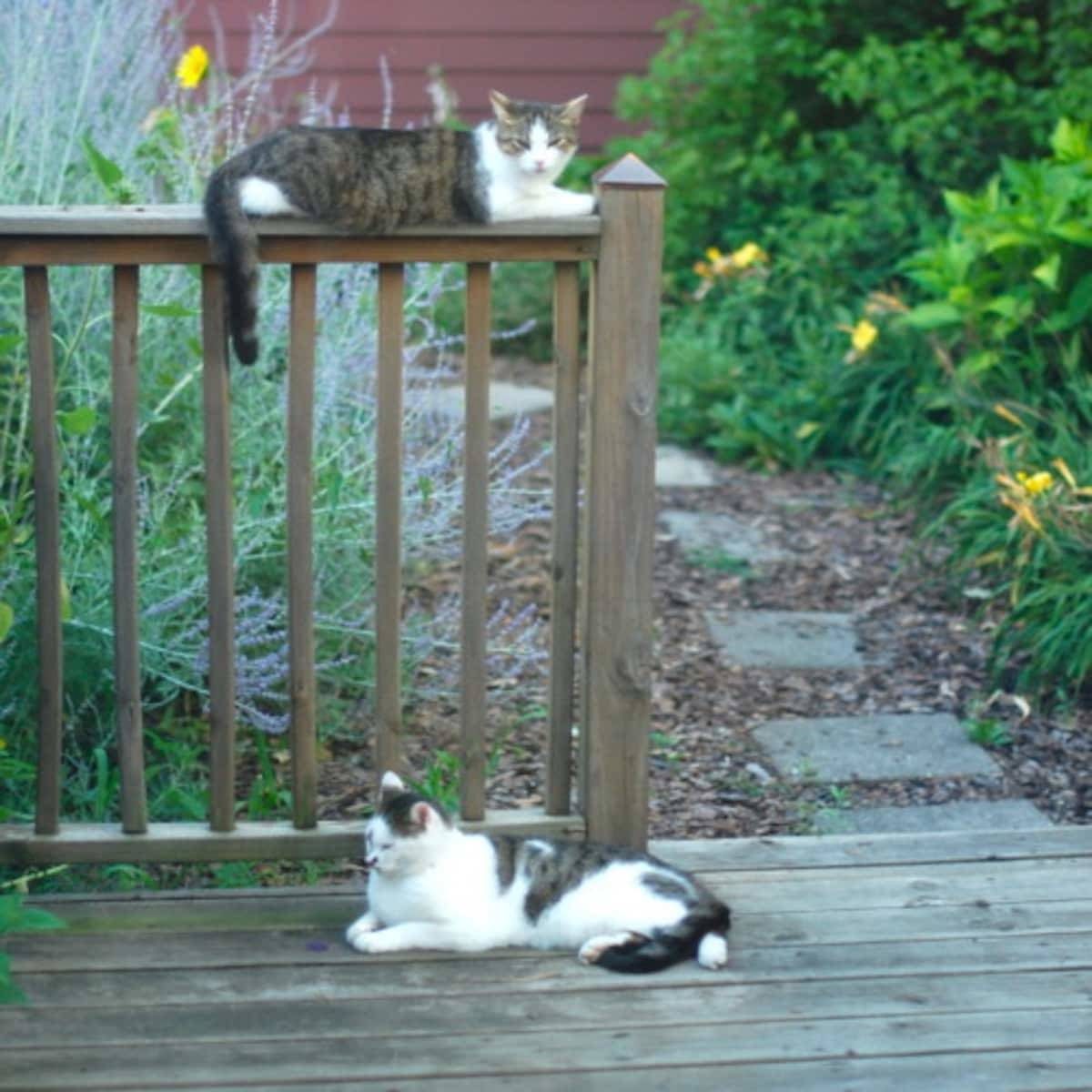 Two cats resting near a fence post.